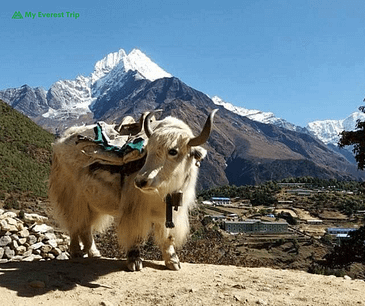 Chauri at Everest region 
